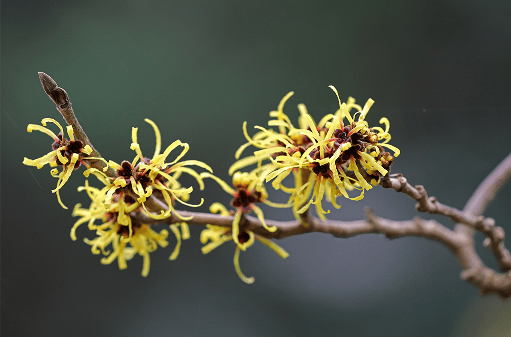 Oily Skin? Hit Refresh with Witch Hazel