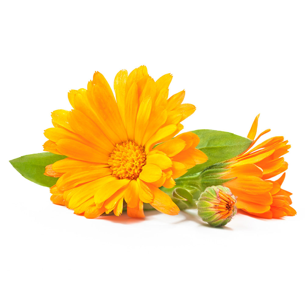 Calendula