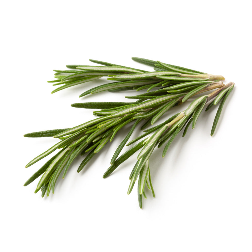 Rosemary Extract