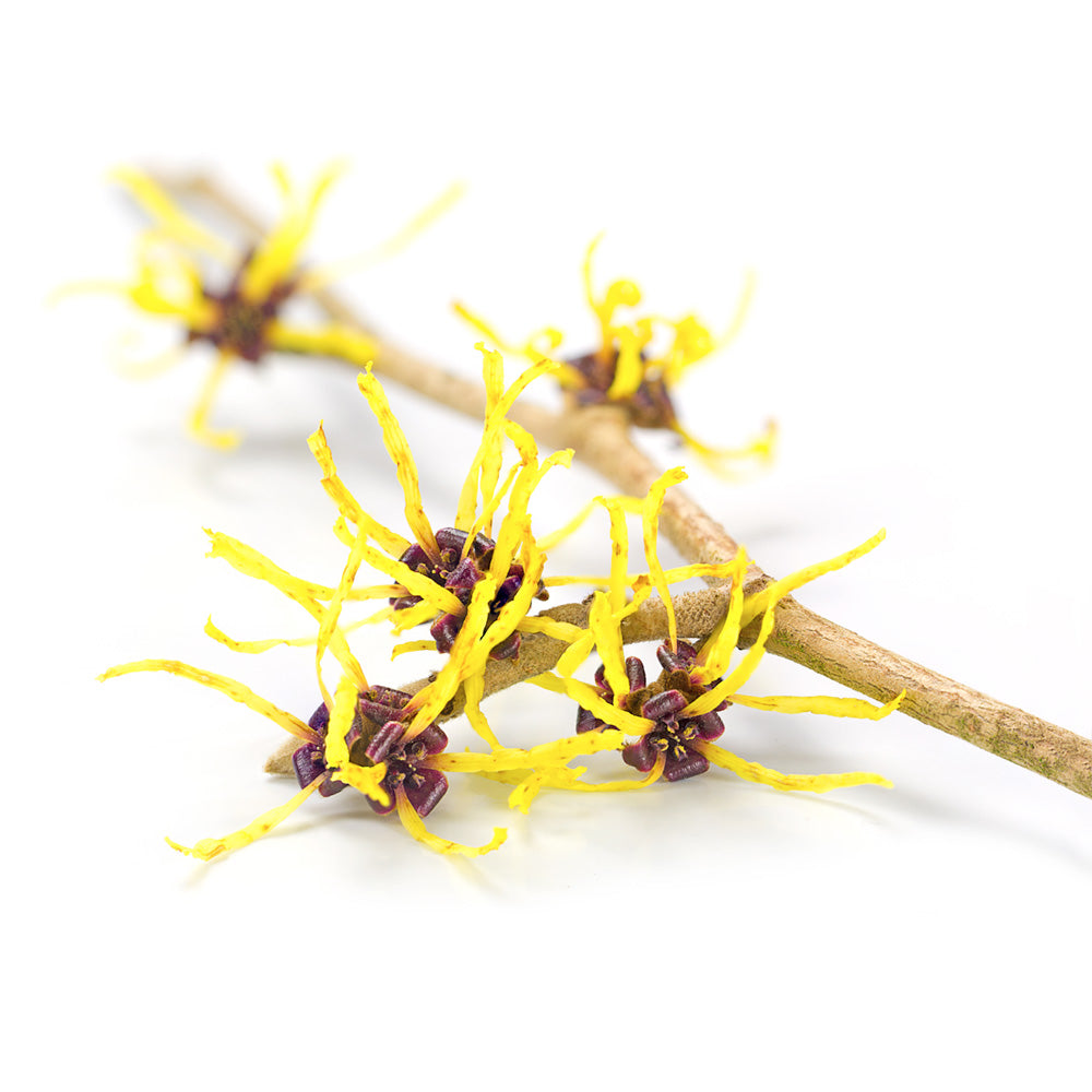 Witch Hazel